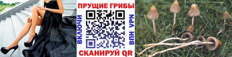 Псилоцибиновые грибы мухоморы  Петропавловск-Камчатский 